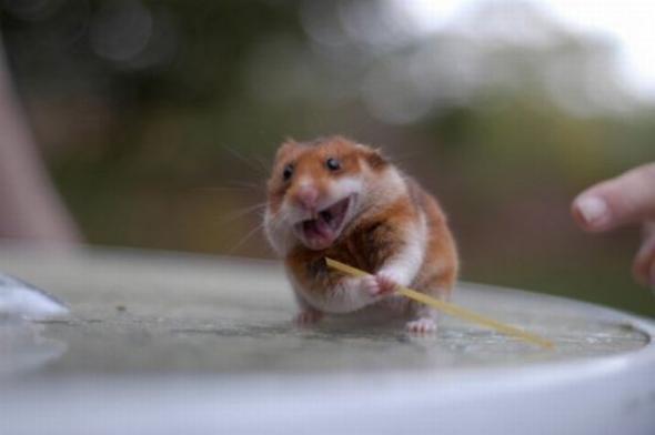 Митяй Митяев