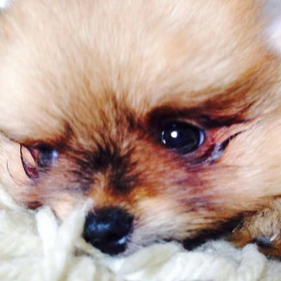 Екатерина Белоцерковская