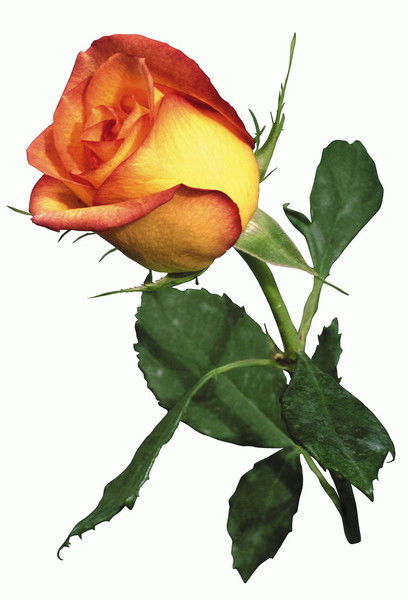 Ольга Сергеевна