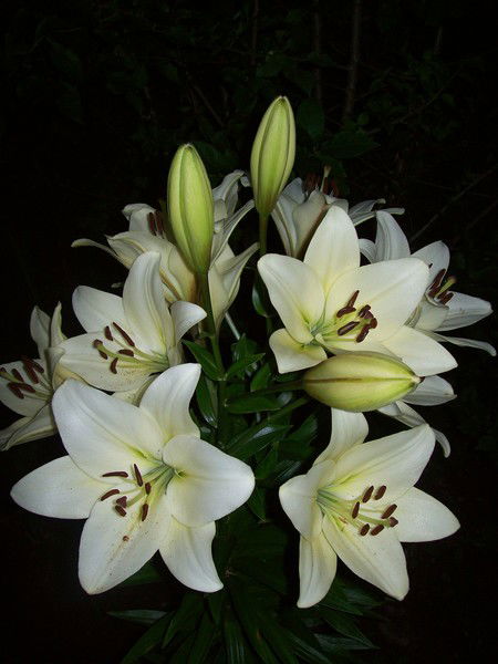 Надежда Воробьева