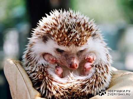 Ринат Шакиров