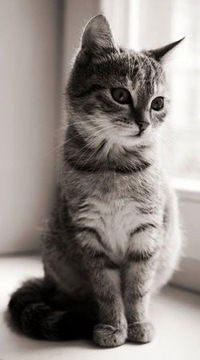 Илья Мамченков