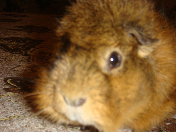 Влад Колечко