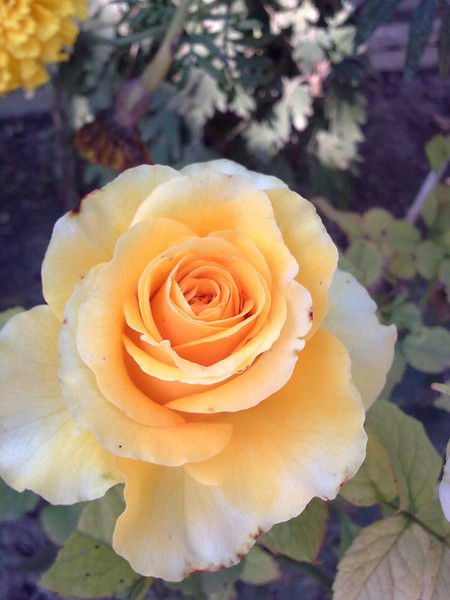 Евгения Непосредственная