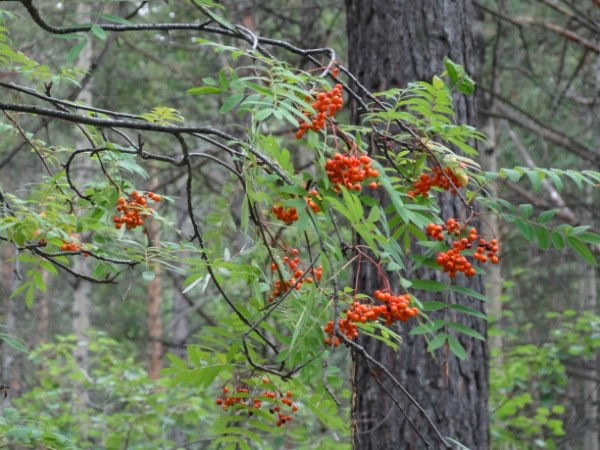 Наташа Иванова