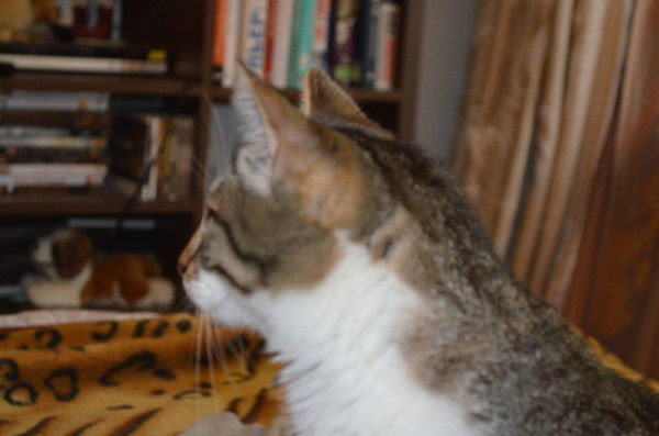 Софья Клюева