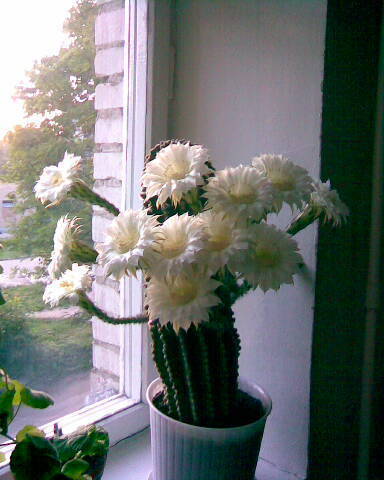 Елена Артеменко