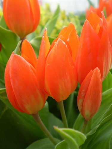 Игорь Акимов