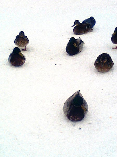 Василий Морозов