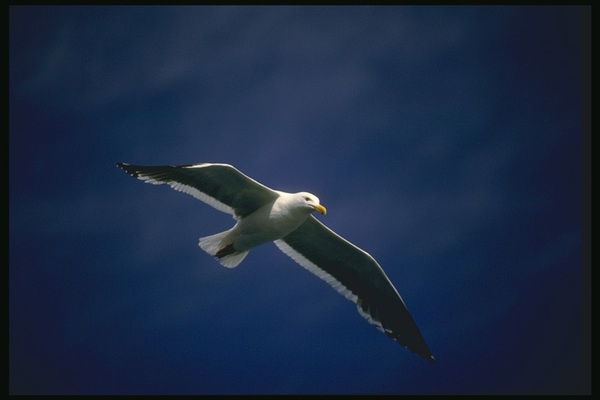 Ирина Иванова