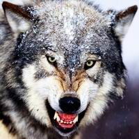 Илья Голодников