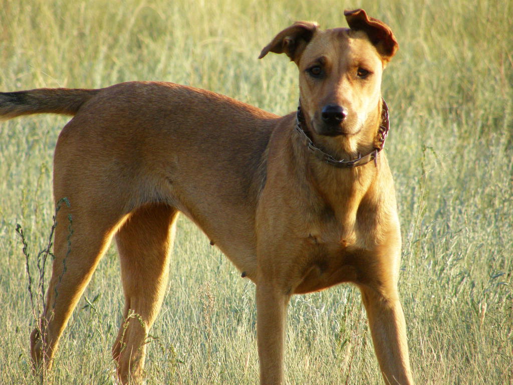 Виктор Пахомов