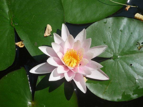 Лилия Алтаева