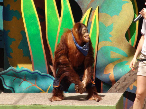 Антон Майоров