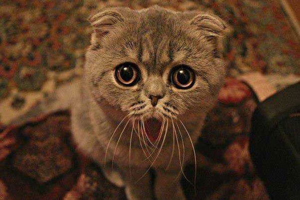 Севда Поладова