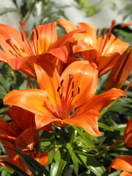 Ирина Волковинская