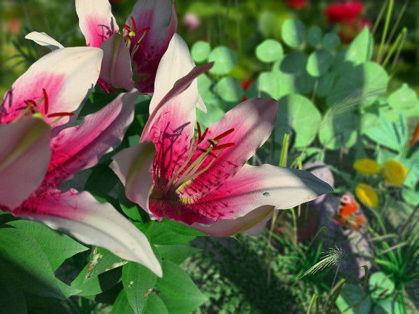 Елена Кирясова