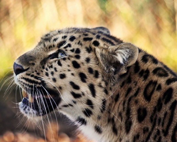 Алия Абенова