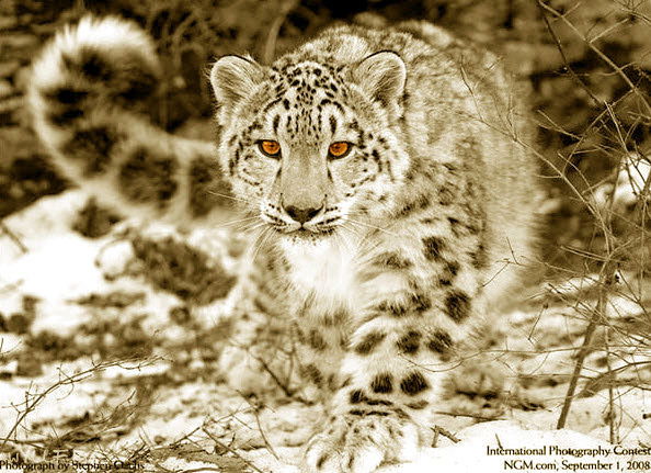 Климов Владимир