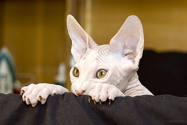 Елена Куцева