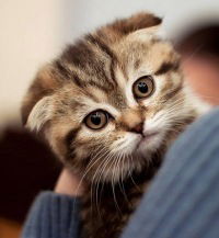 Василий Петровский