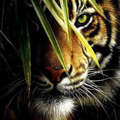 Артём Венгер