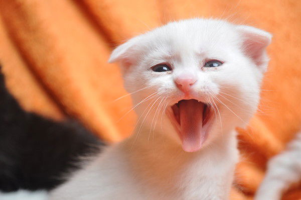 Алик Коваленко