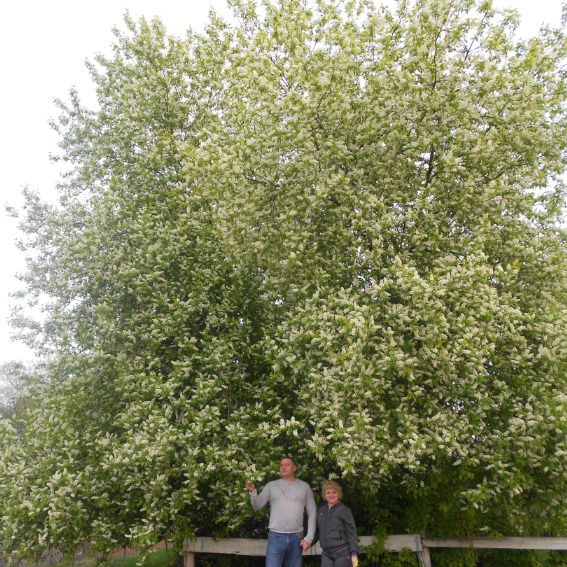 Наталья Лихачева (Романова)