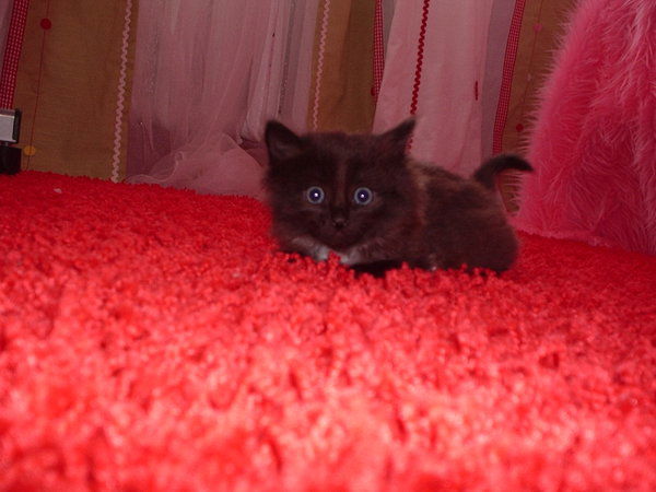 Аня Павлович