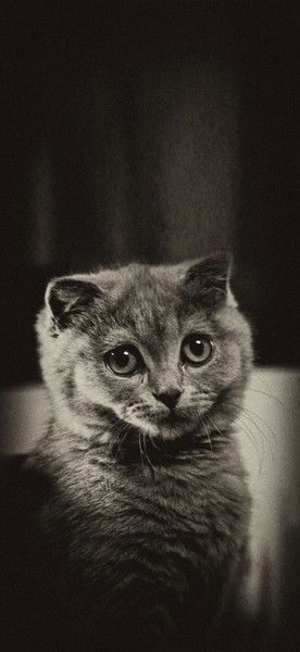 Артур Краснов