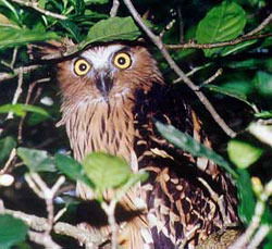 Ирина Аникина