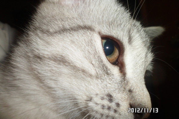 Светлана Згода