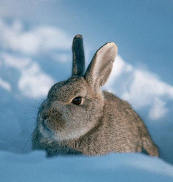 Эрик Ротарь