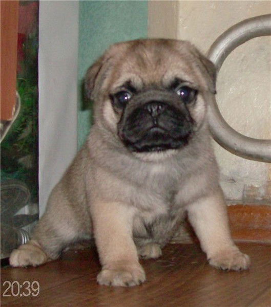 Анна Суханова