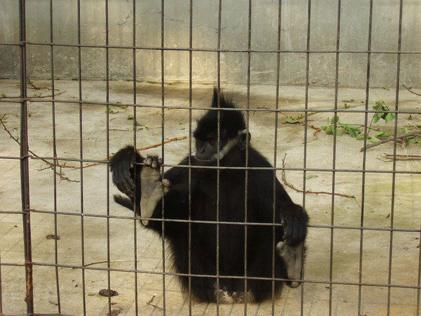 Елена Емельянова