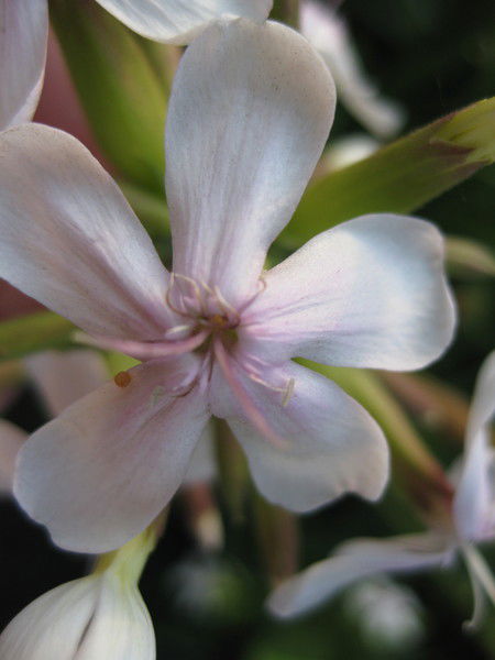 Голдабина Светлана