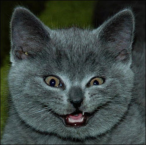 Светлана Ландыш