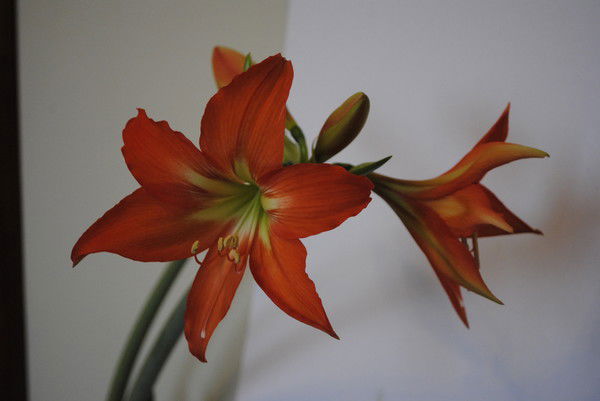 Ольга Макарова