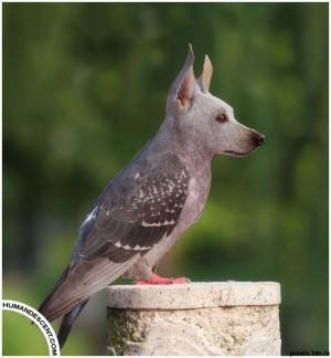 Петр Татаренко