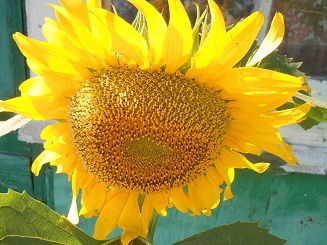 Наталья Кричевцова-Горькая