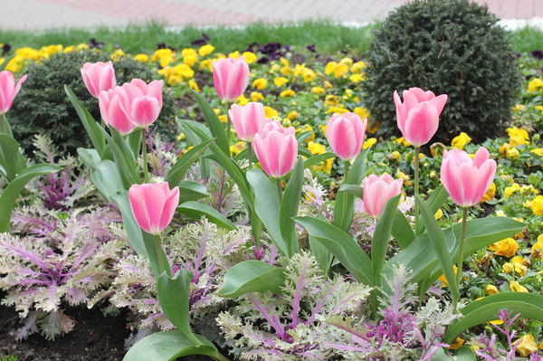 Светлана Капунцова