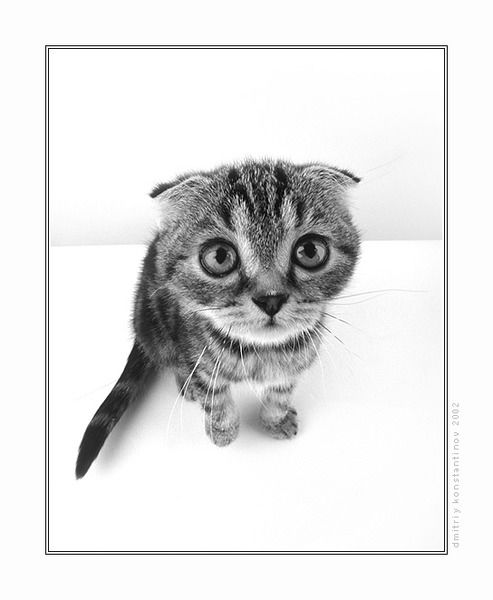 Виталик Носов