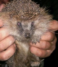 Андрей Никаноров