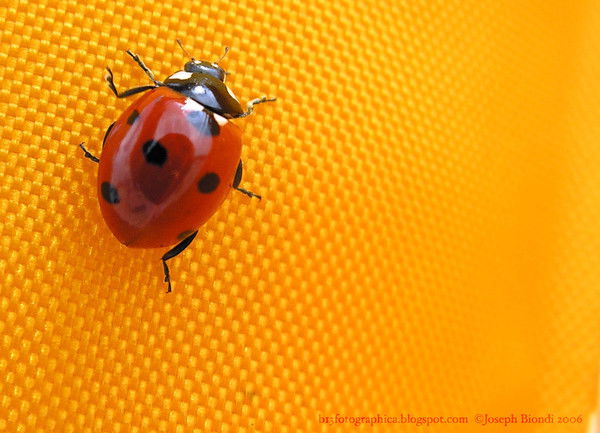 Айсулуу Джумалиева