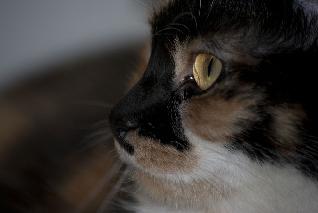 Наталья Романова