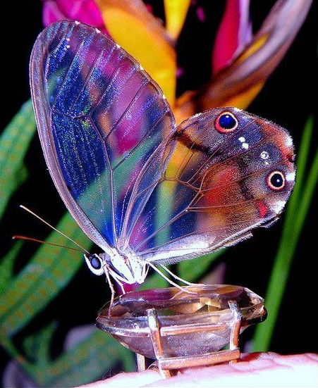 Лира Литвинова