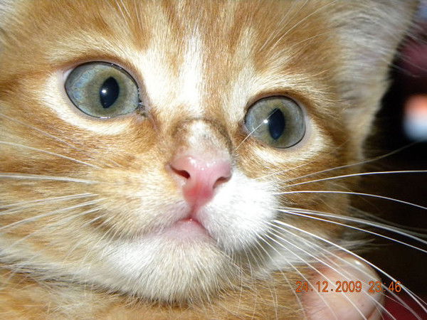 Гузель Исмагилова