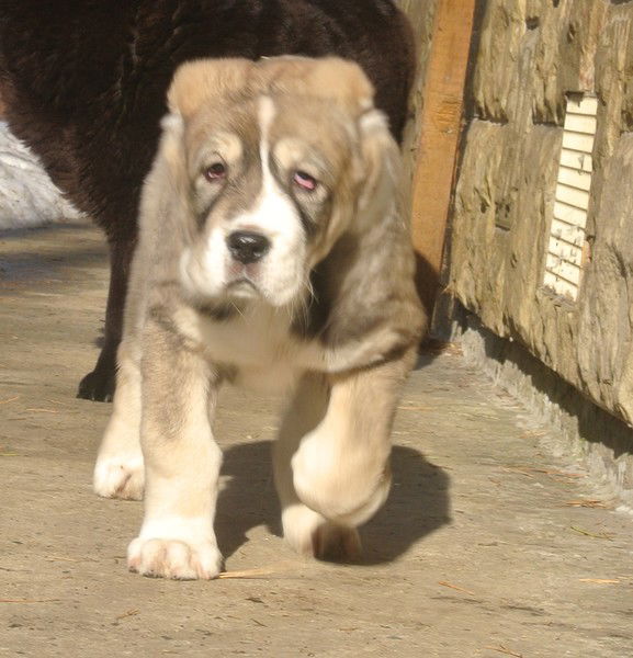 Литошенко София,диана,наталья