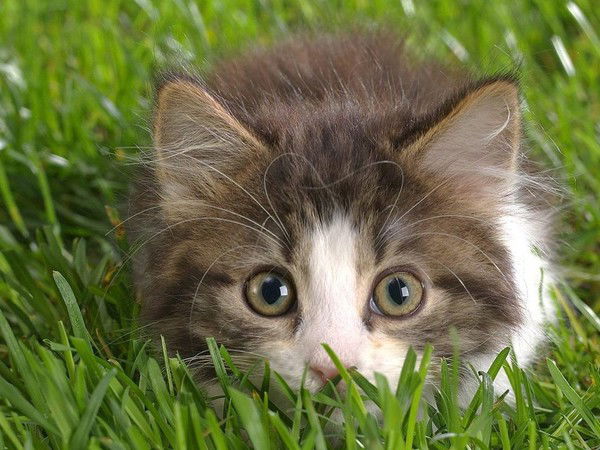 Алина Елмашева