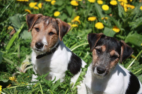 Лариса Борисова